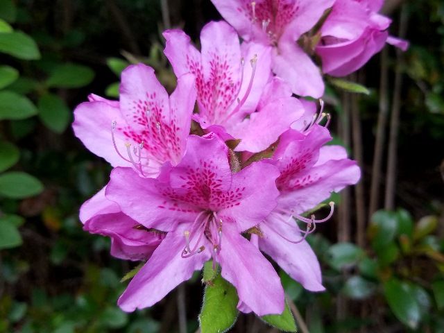 里山の花②