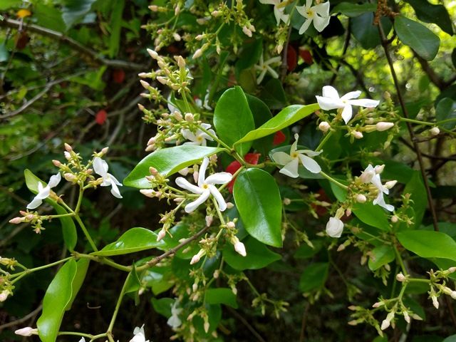 里山の花②