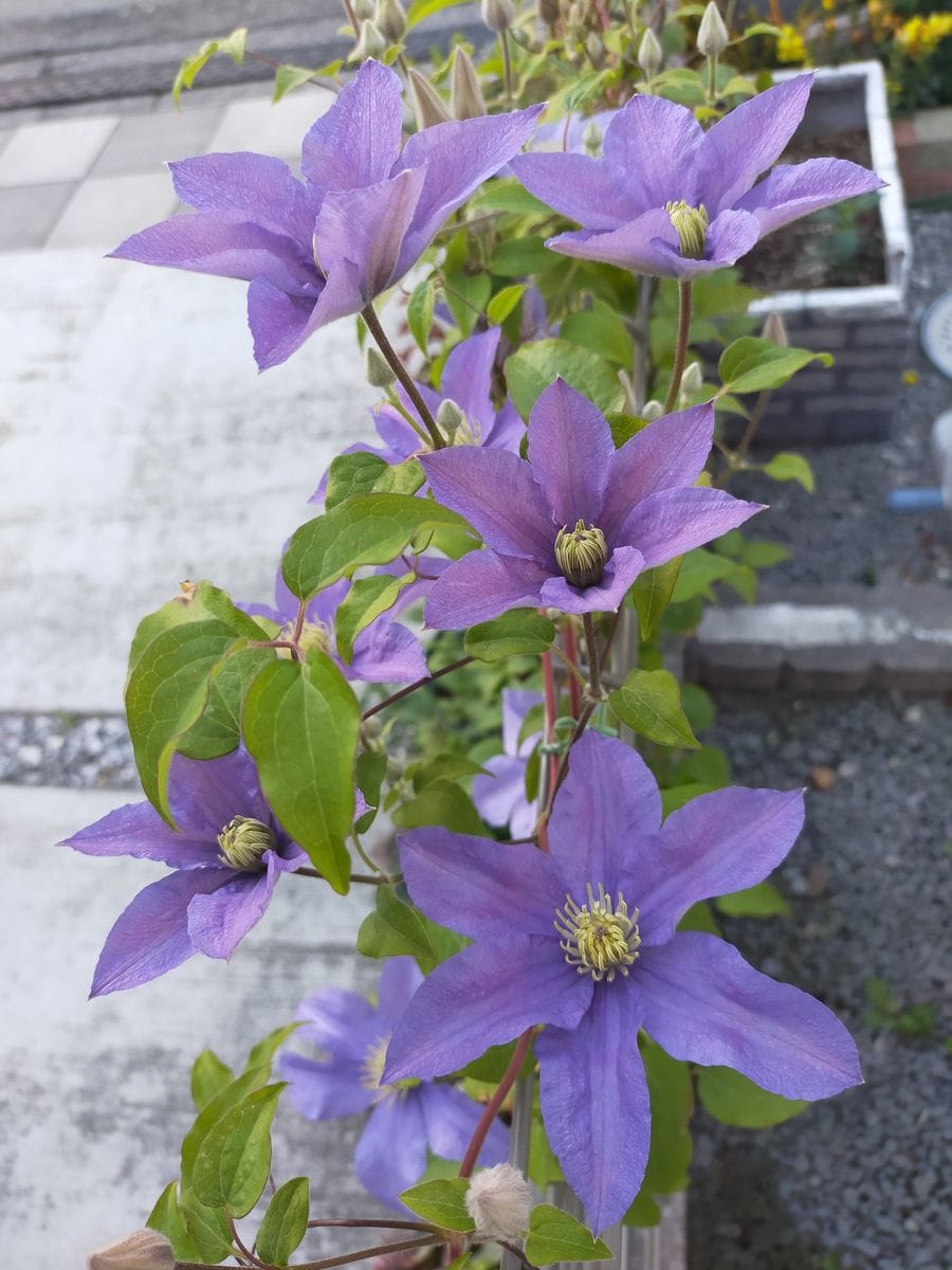 明日は雨が降るようなので☔