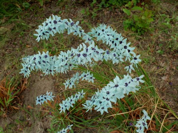 青いお花と青いお花になるのかもしれないお花