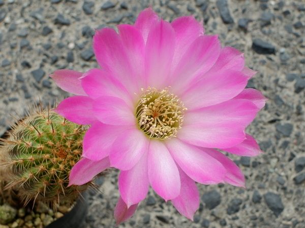 サボテンの花は綺麗