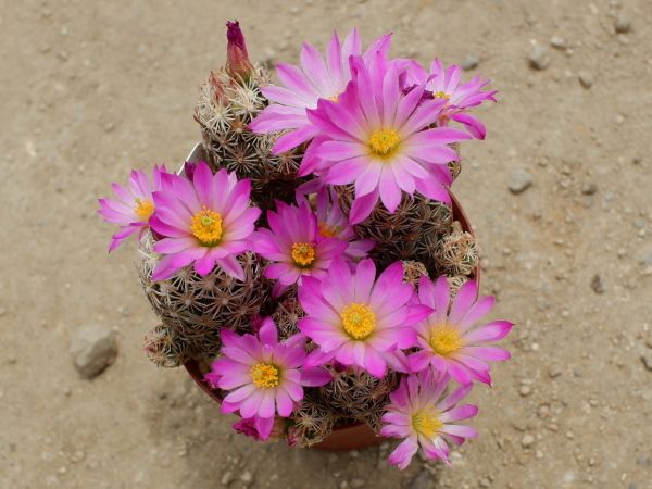 サボテンの花は綺麗