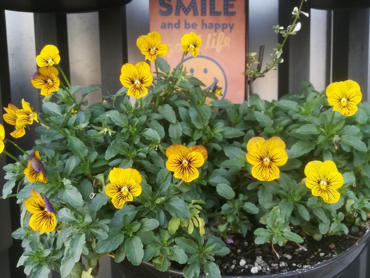 我が家の花🌼切り戻し後