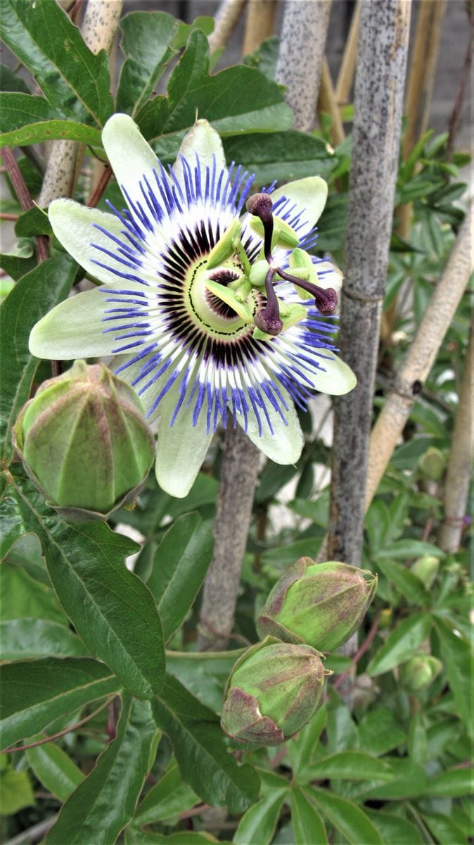 強靭ツル植物三種の覇権争い