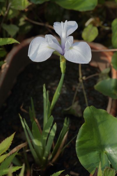 水生植物が咲いたよ