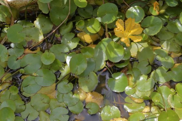 水生植物が咲いたよ