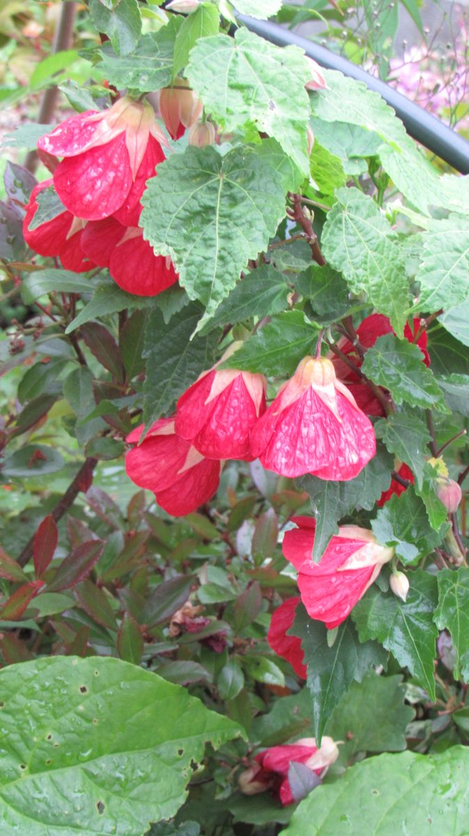 雨に濡れた花は綺麗に見える-アブチロン