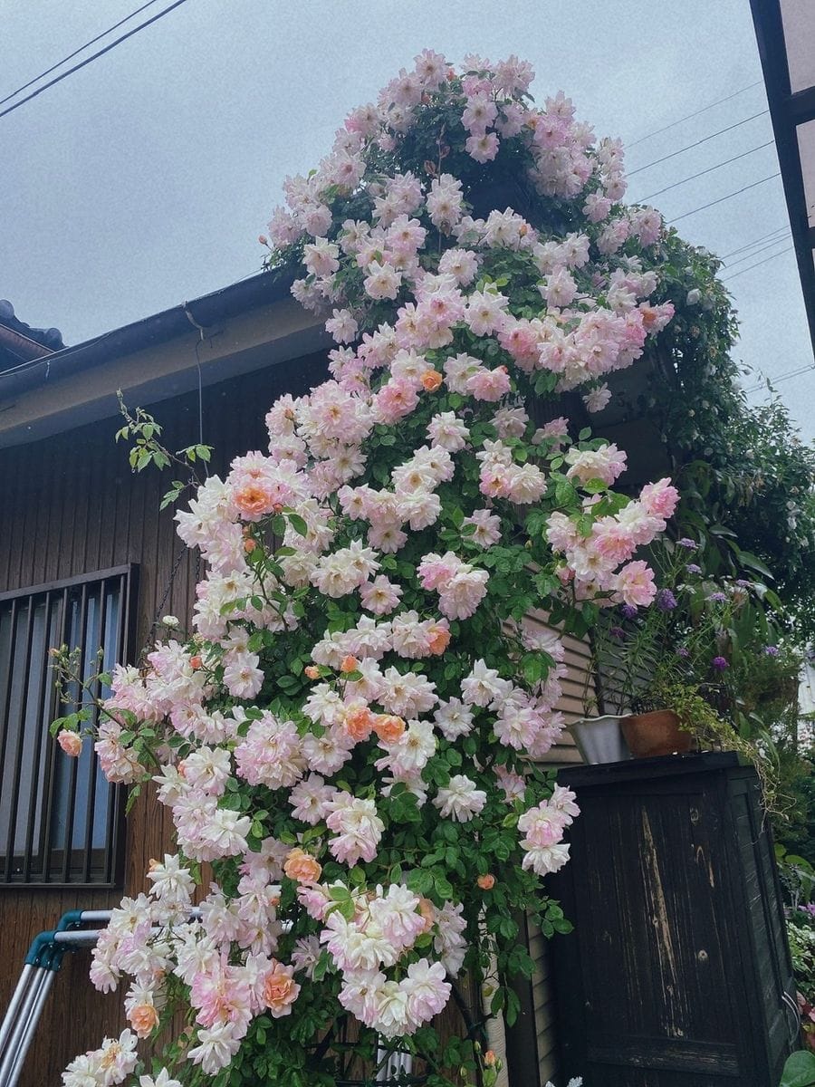 雨ですね☔️