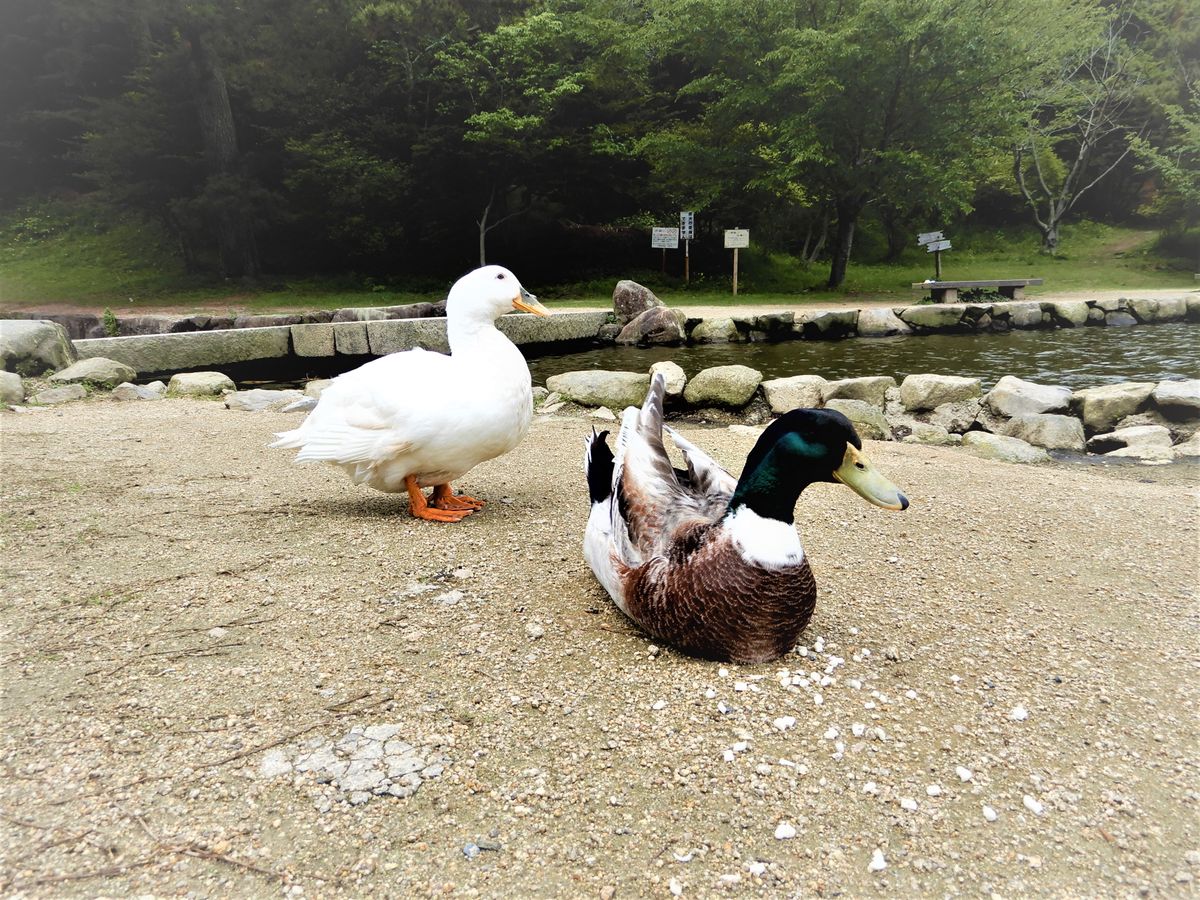 深山公園のコブハクチョウを見に行きました。