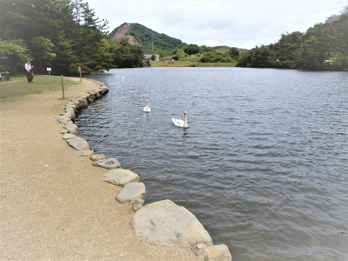 深山公園のコブハクチョウを見に行きました。