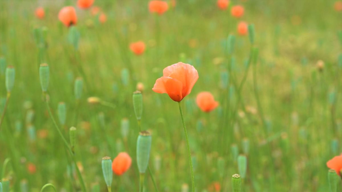 ５月に道端でみる首の長い花