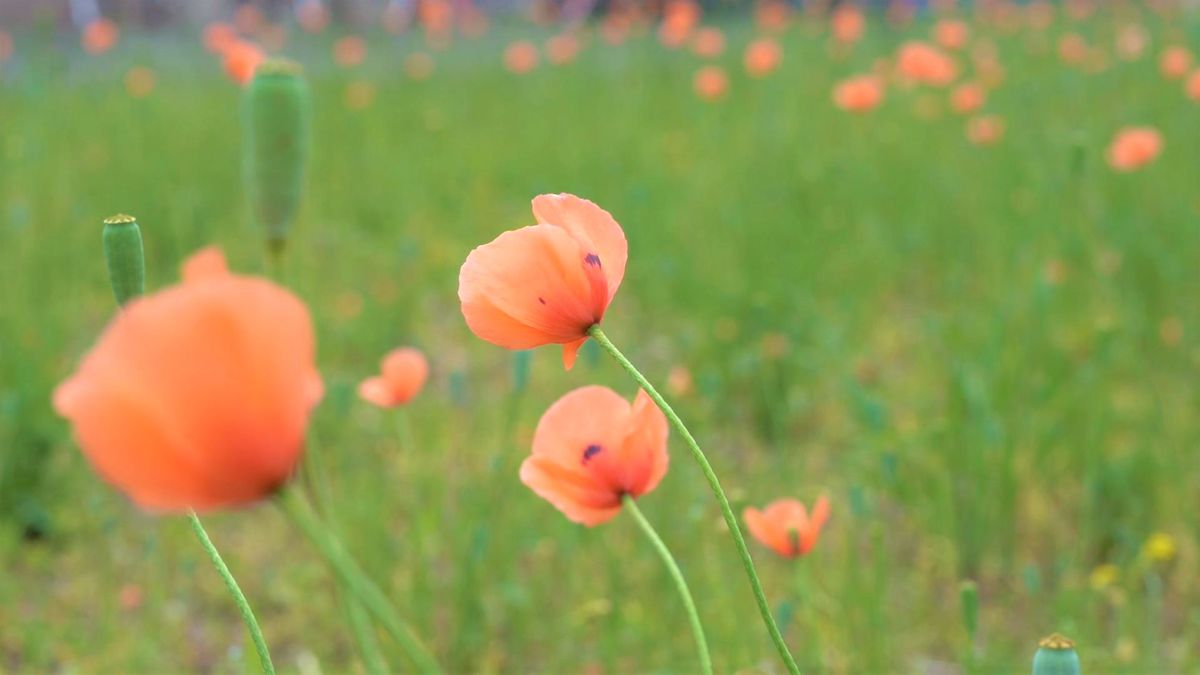 ５月に道端でみる首の長い花