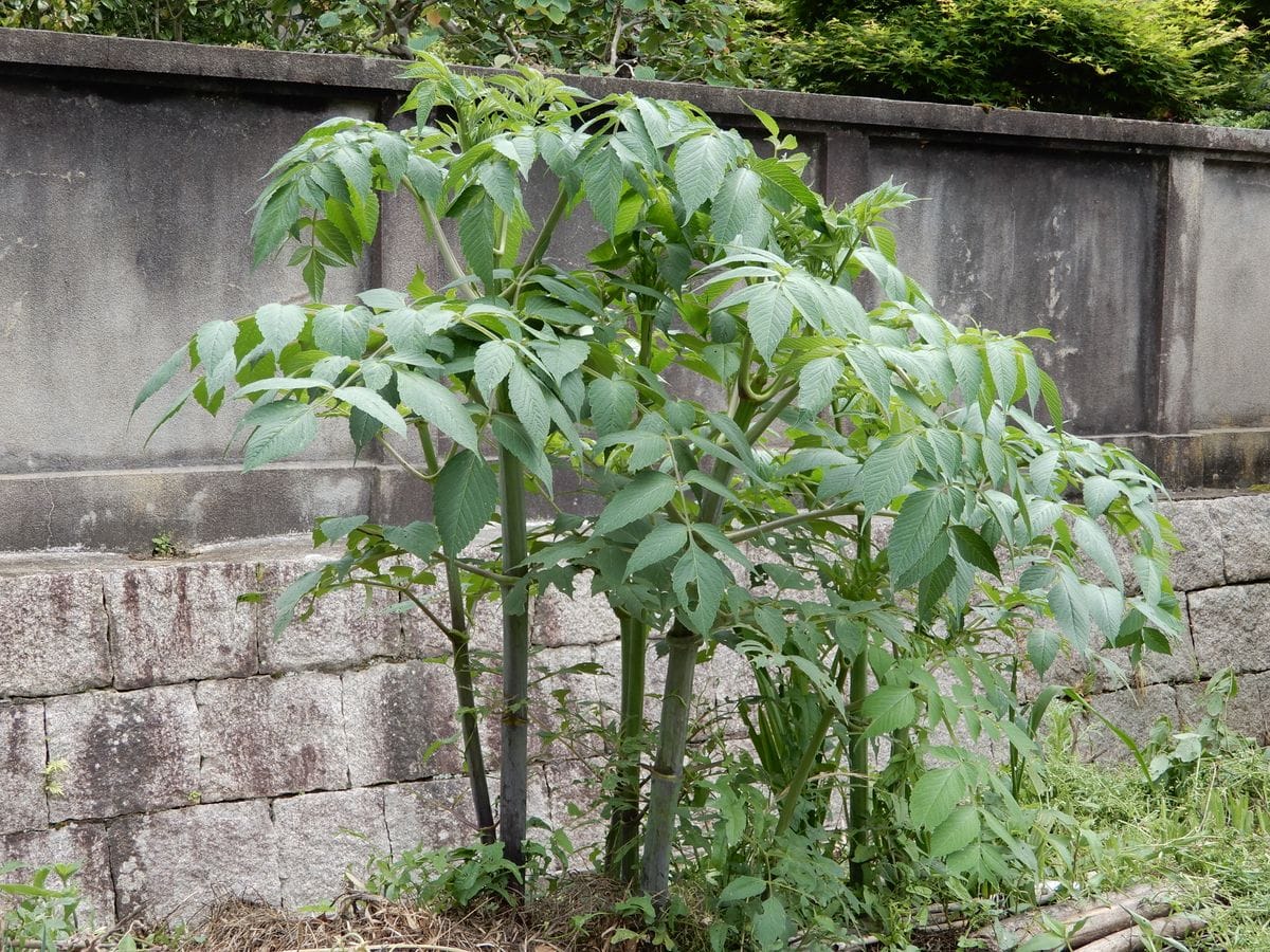 今年の皇帝ダリアです。