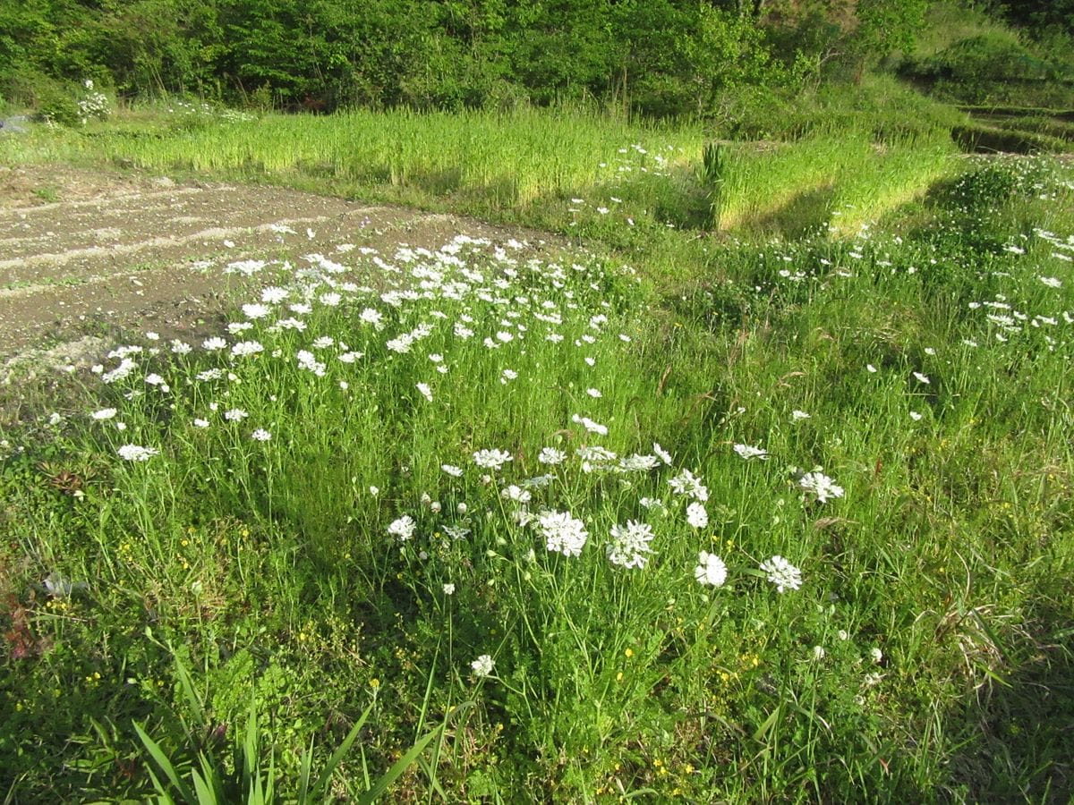 由愛(ゆめ)の花日記♪