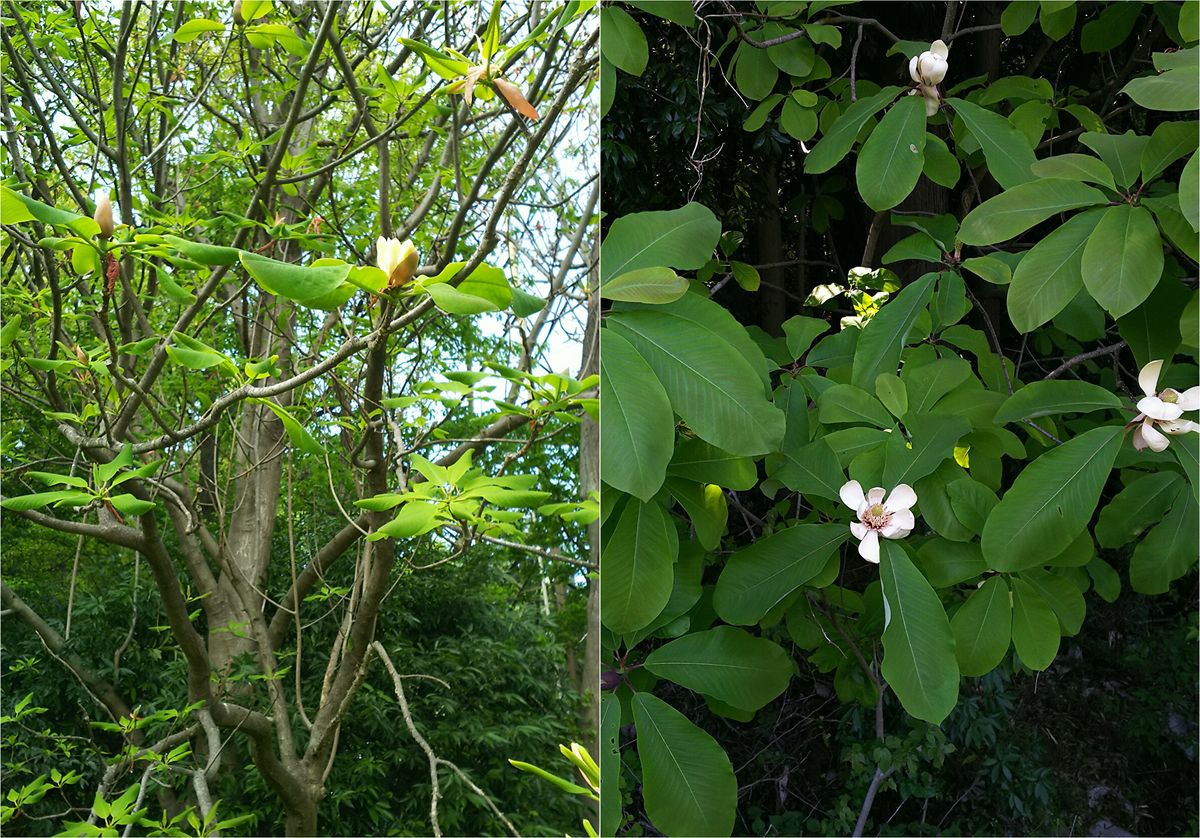 ホオノキの花