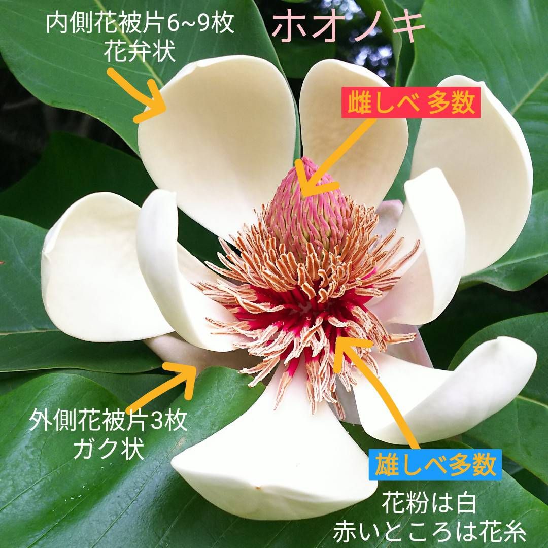 ホオノキの花