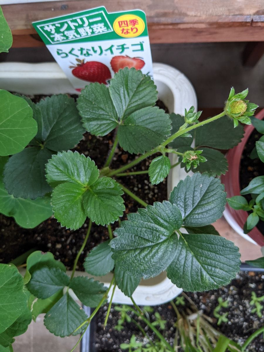 イチゴの花と実、ランナーについて〈２〉