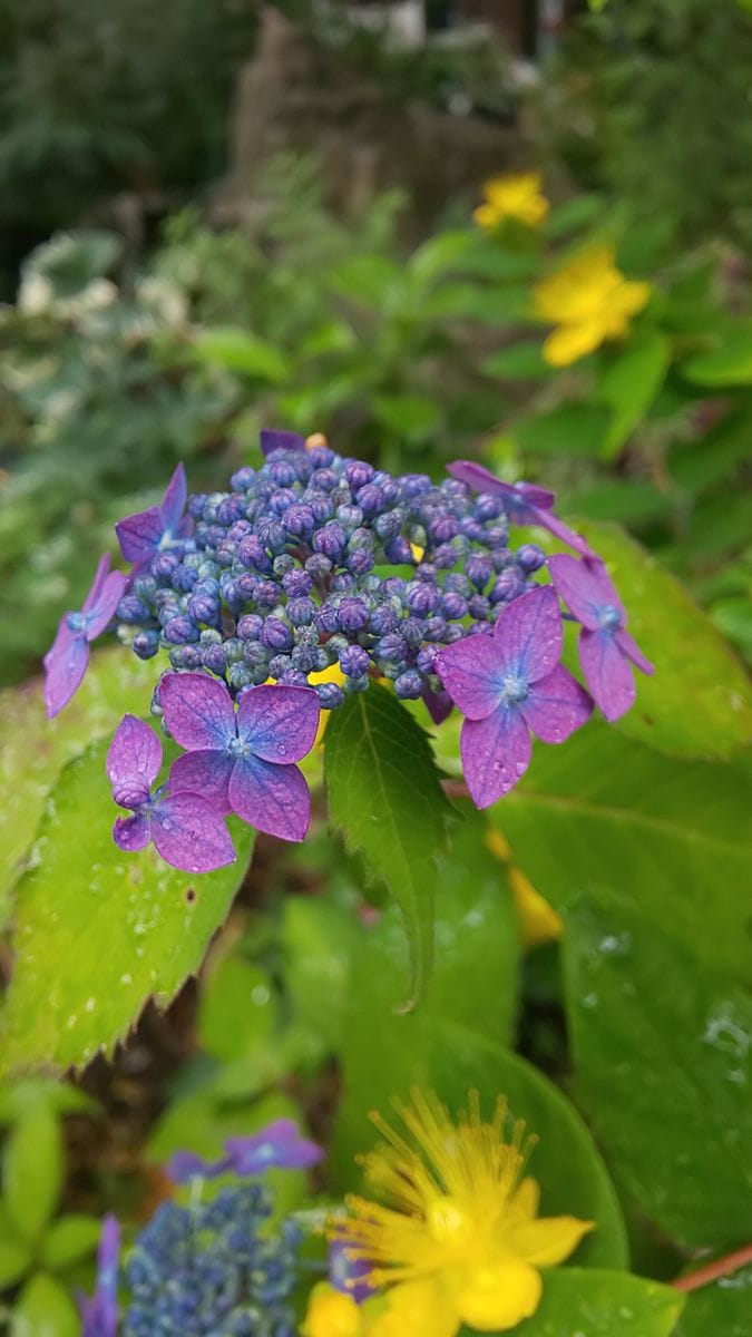 今日の山アジサイ ③  ～  5月16日