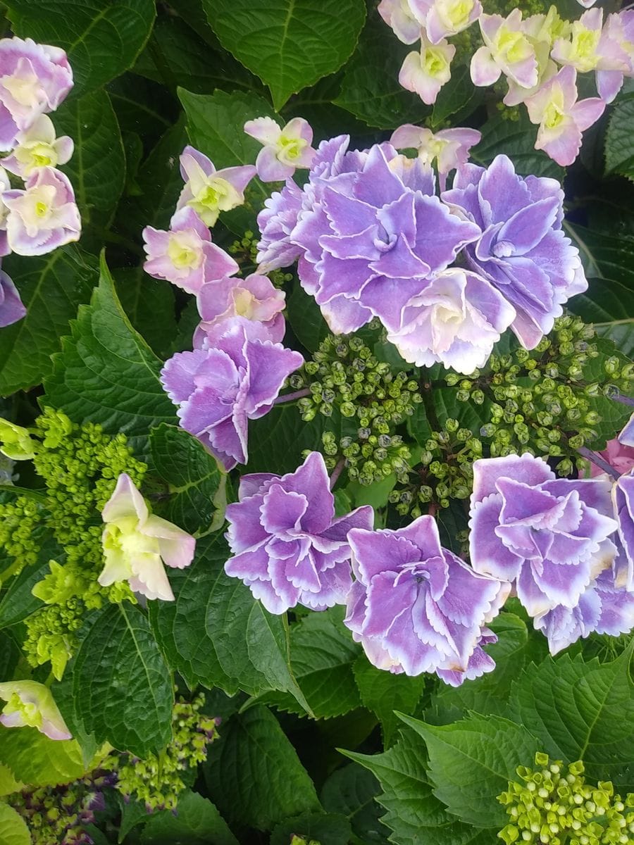 玄関　薔薇から紫陽花②