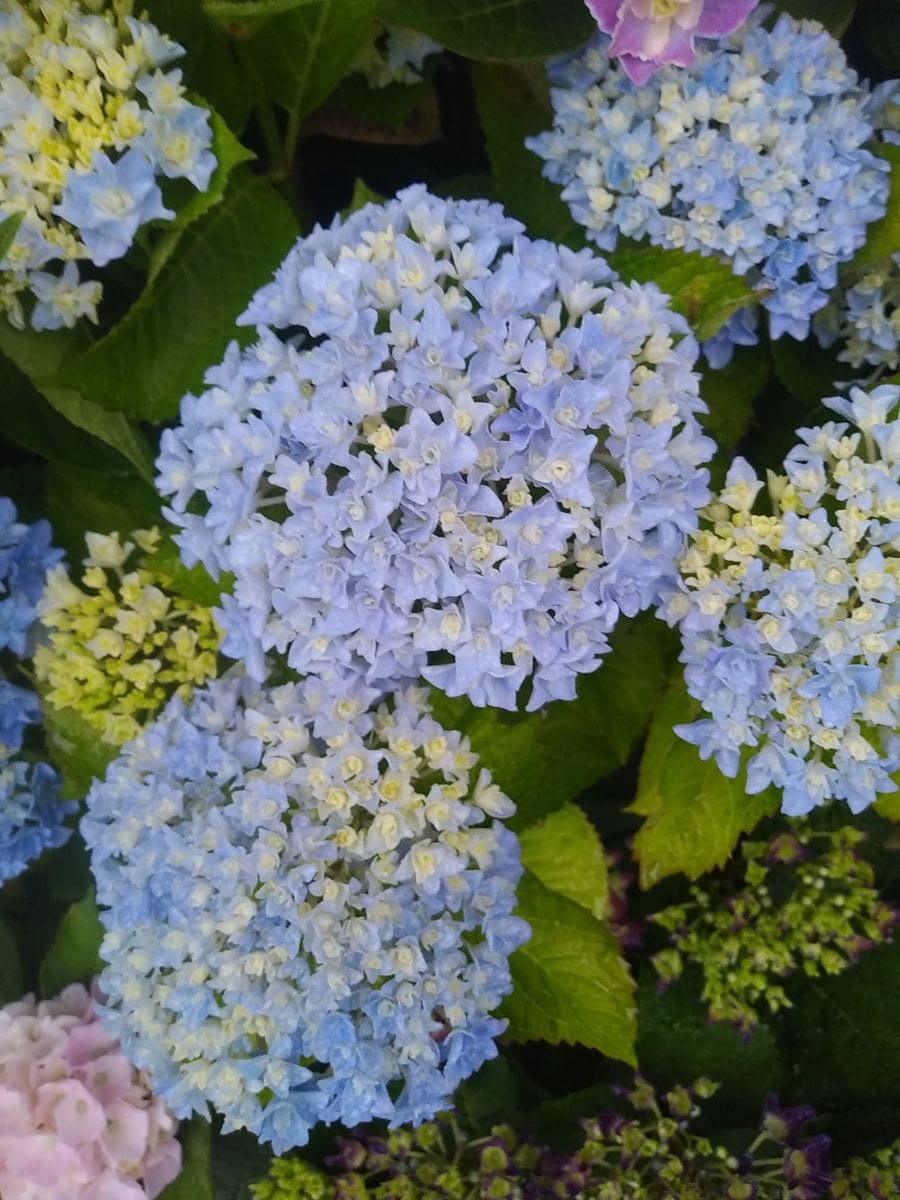 玄関　薔薇から紫陽花②