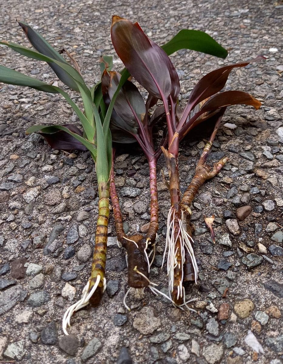 🌿季節と気温のちから💪