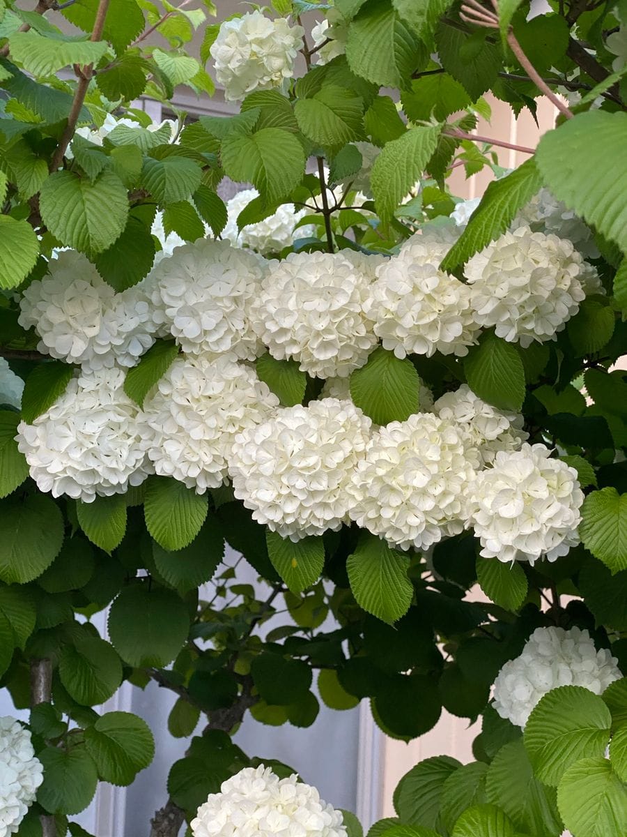 チドリの花御目見