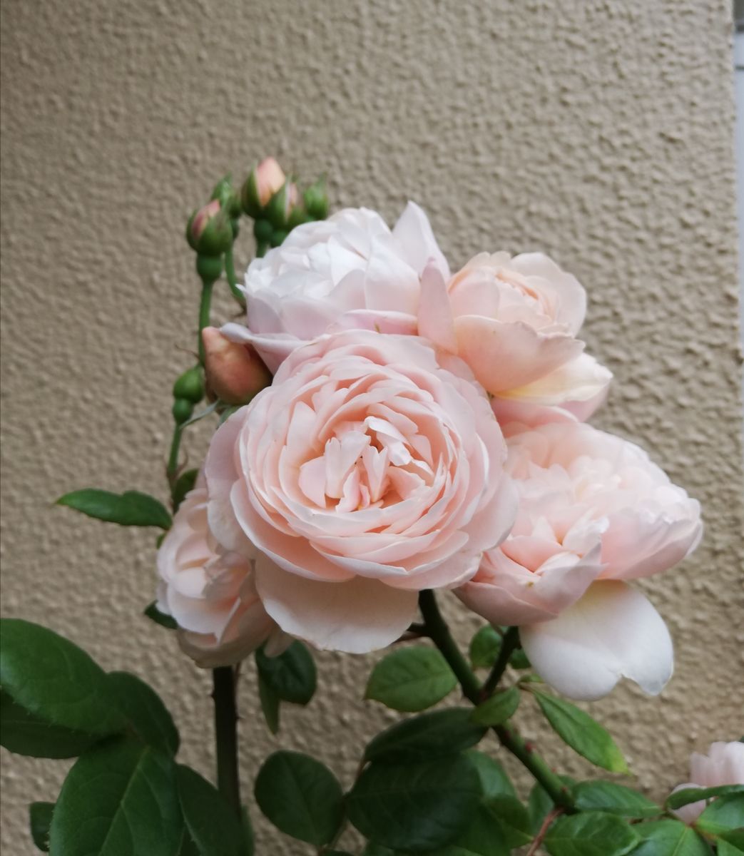 今日も薔薇🌹