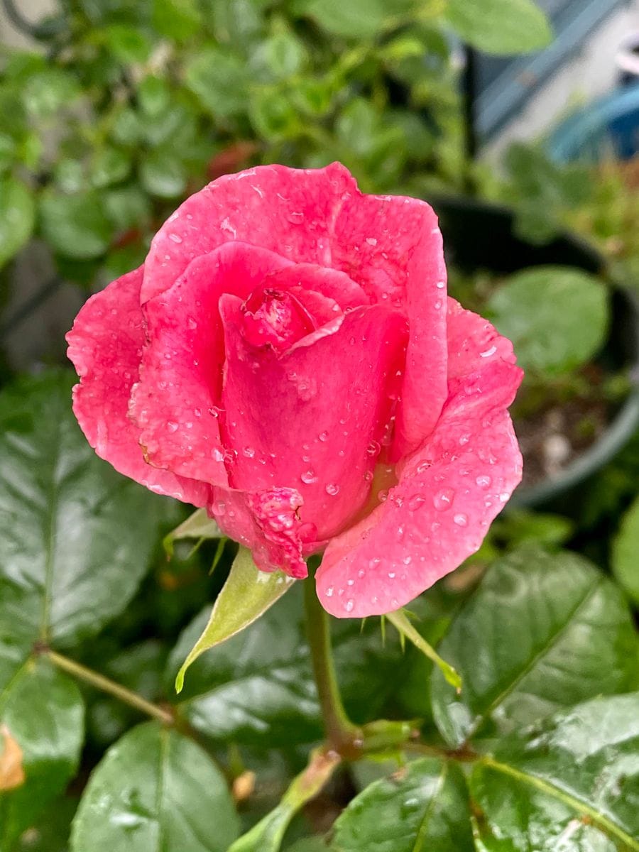 雨の中咲きました。