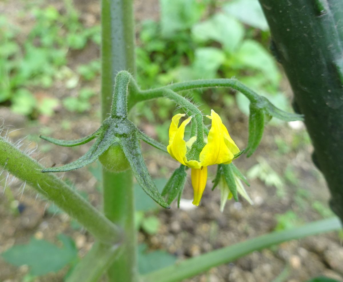 野菜たち