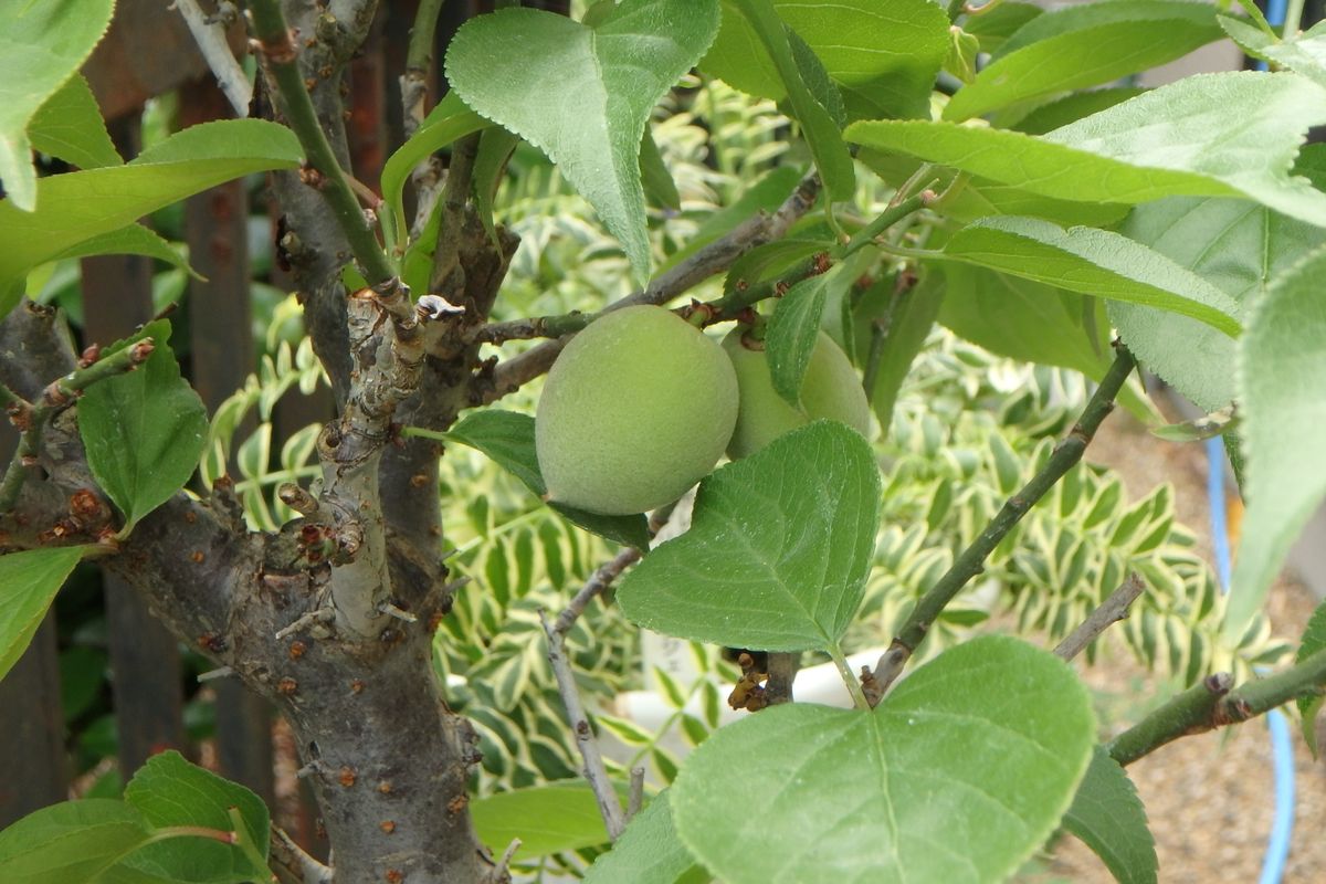 ボツ救済日記　最近生ってる実物たち（盆栽風編）