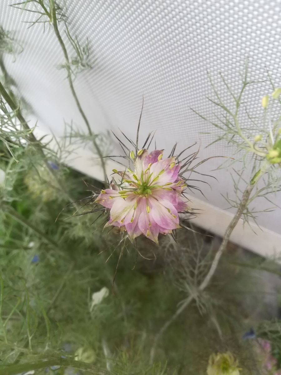 ニゲラ💜開花中