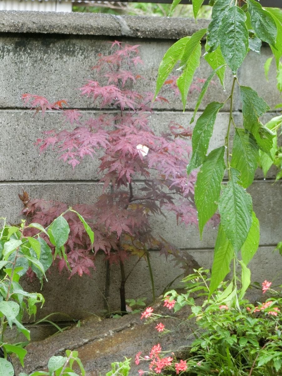 雨の日は