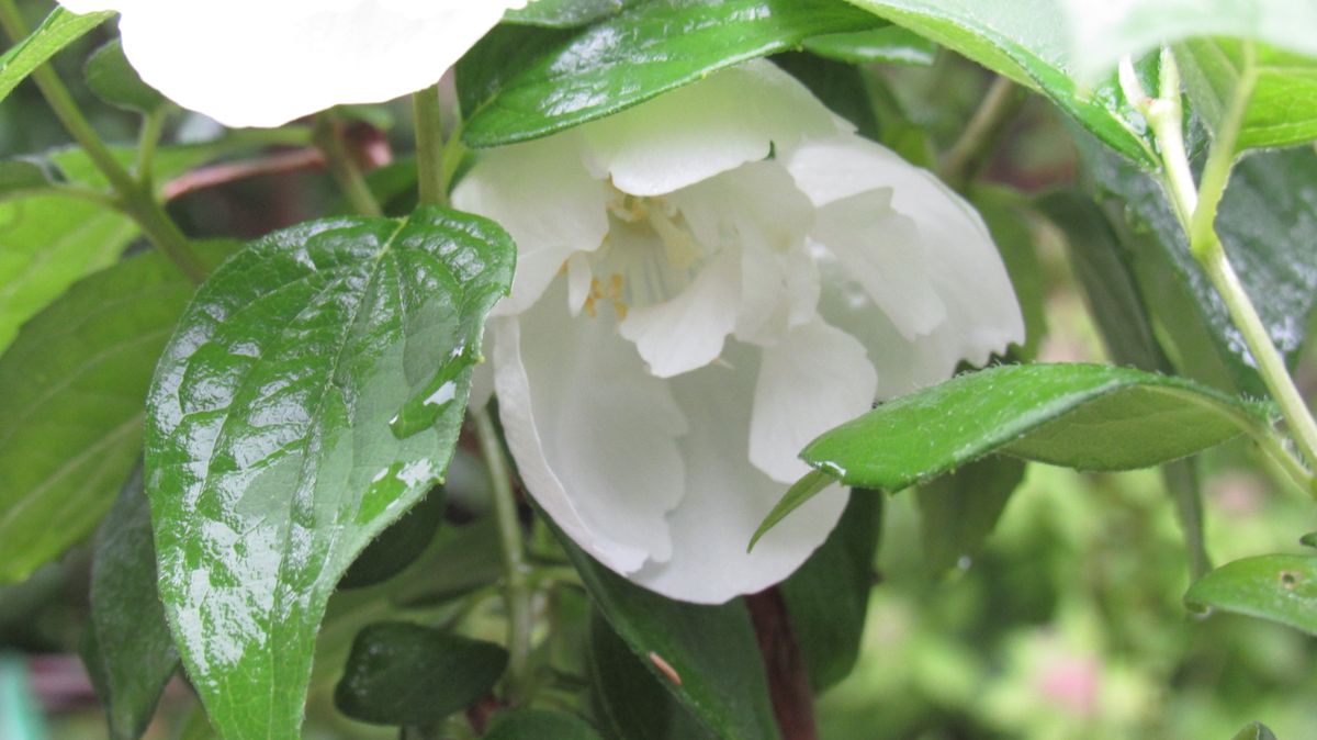 開花ラッシュなのに梅雨