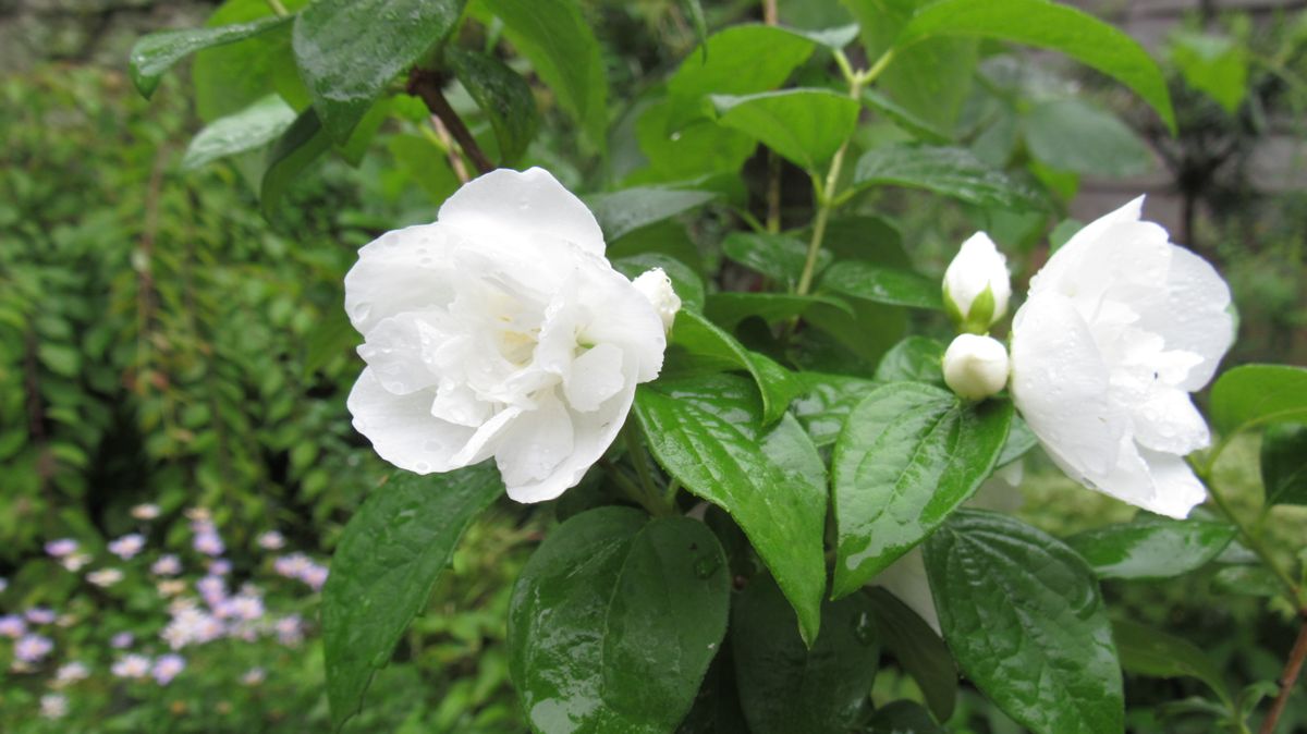 開花ラッシュなのに梅雨