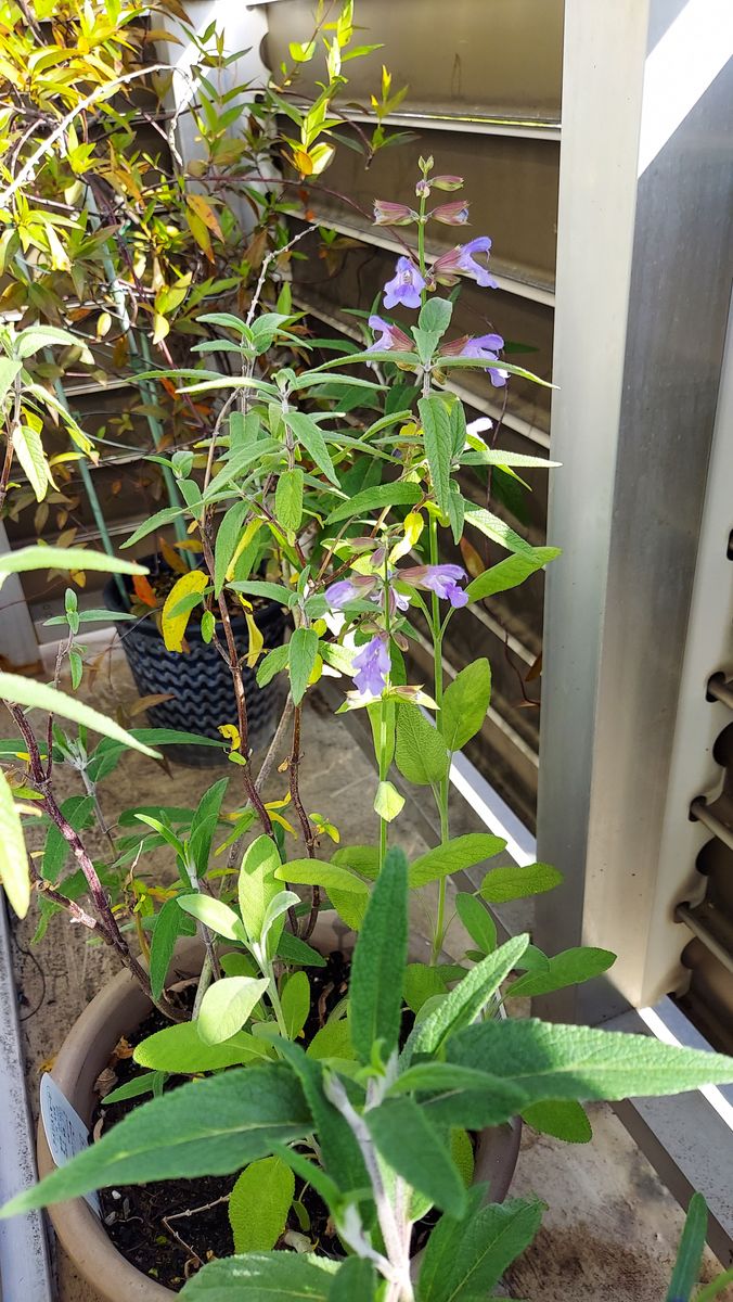 雨模様です