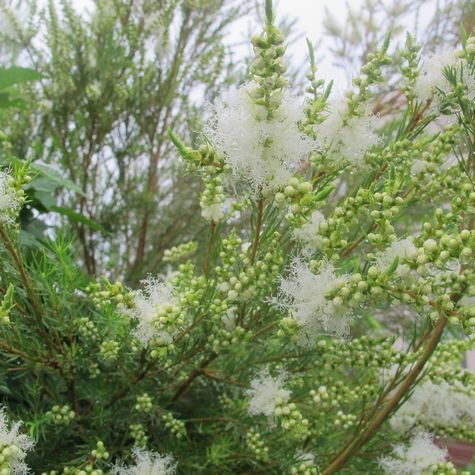 ティーツリーの花