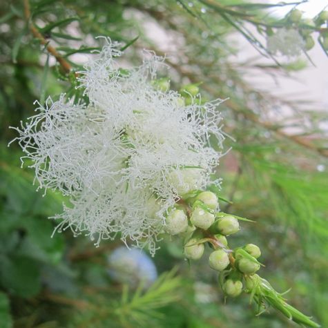 ティーツリーの花