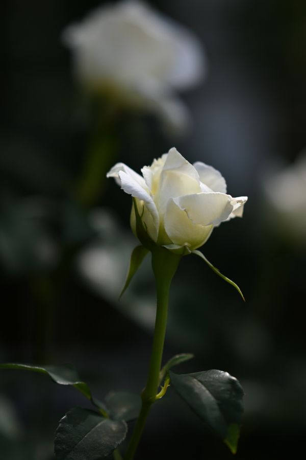 美しく気高く薔薇の華♪