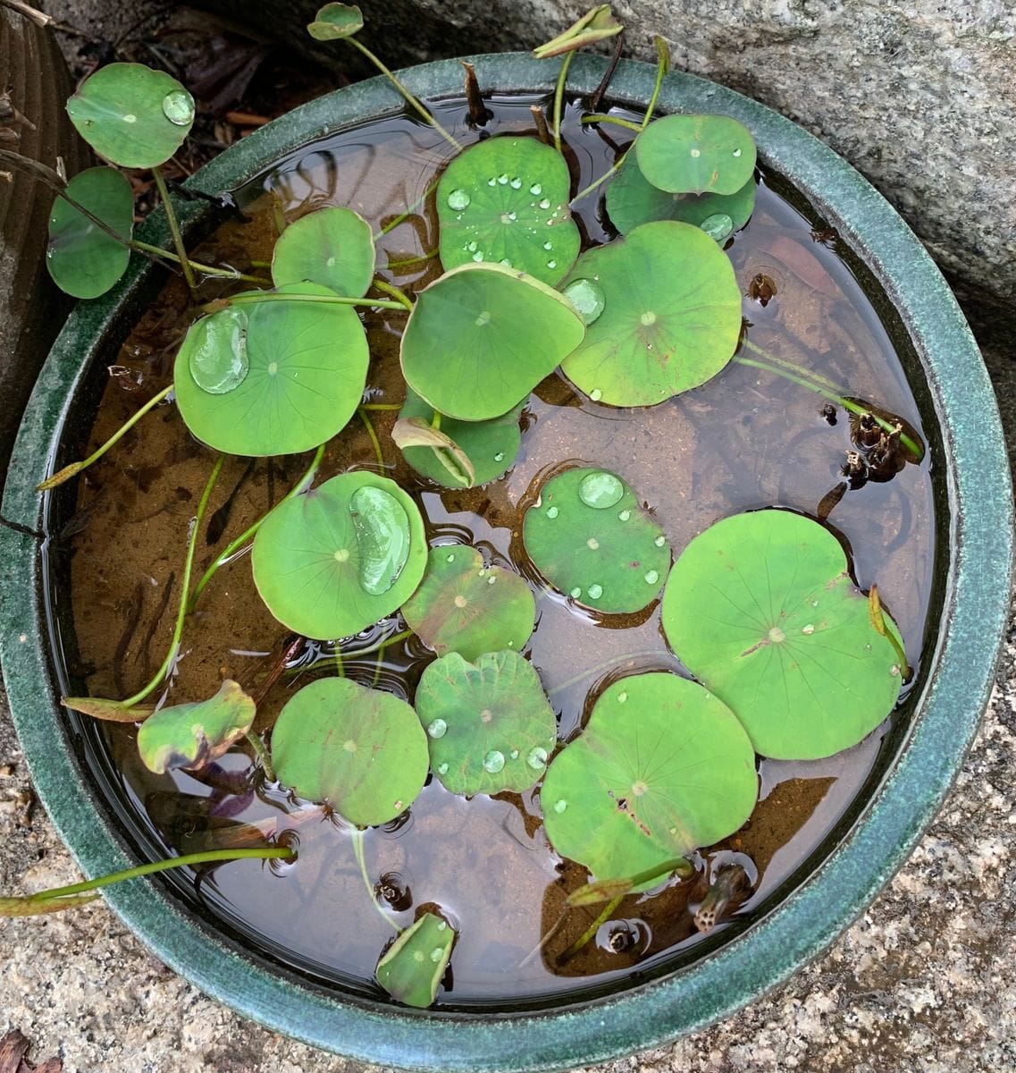 今日の花　２