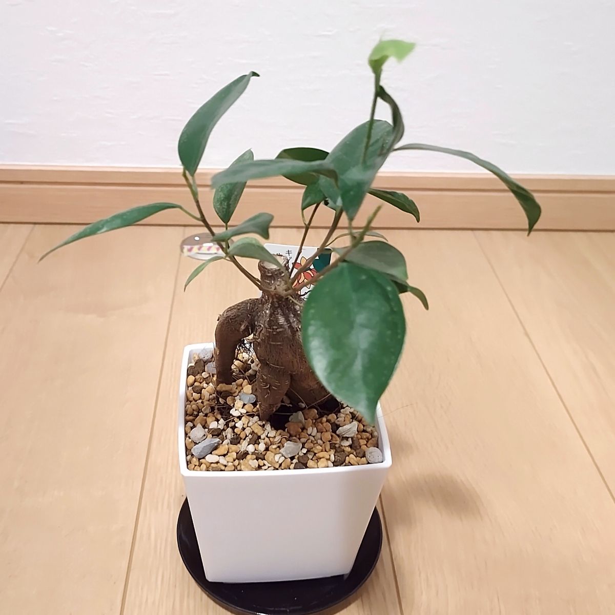 観葉植物の話