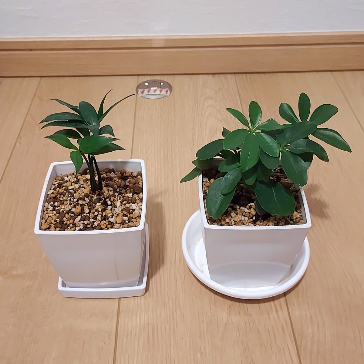 観葉植物の話