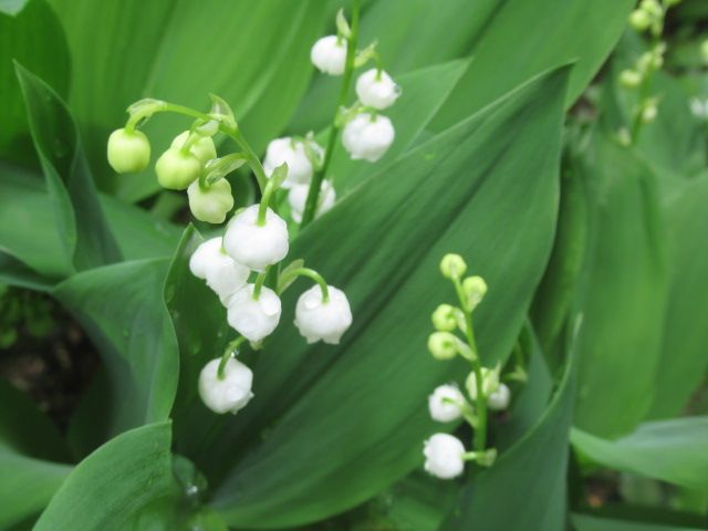 庭の増えすぎ花たち　スズラン