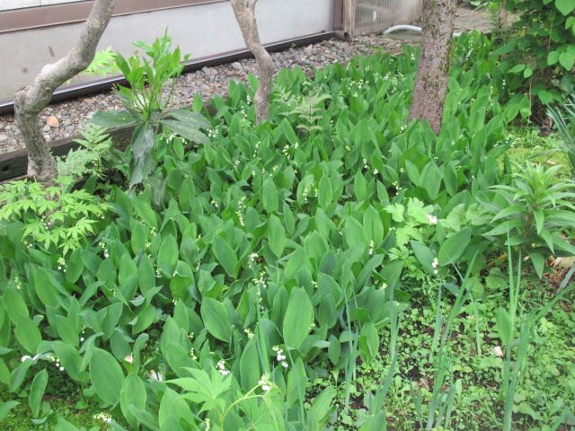 庭の増えすぎ花たち　スズラン