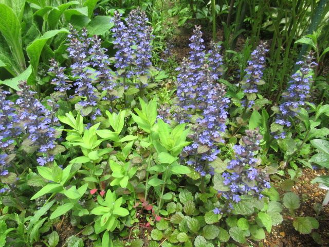 増えすぎ草花　アジュガ