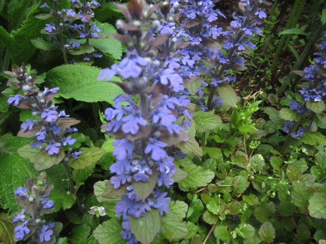 増えすぎ草花　アジュガ