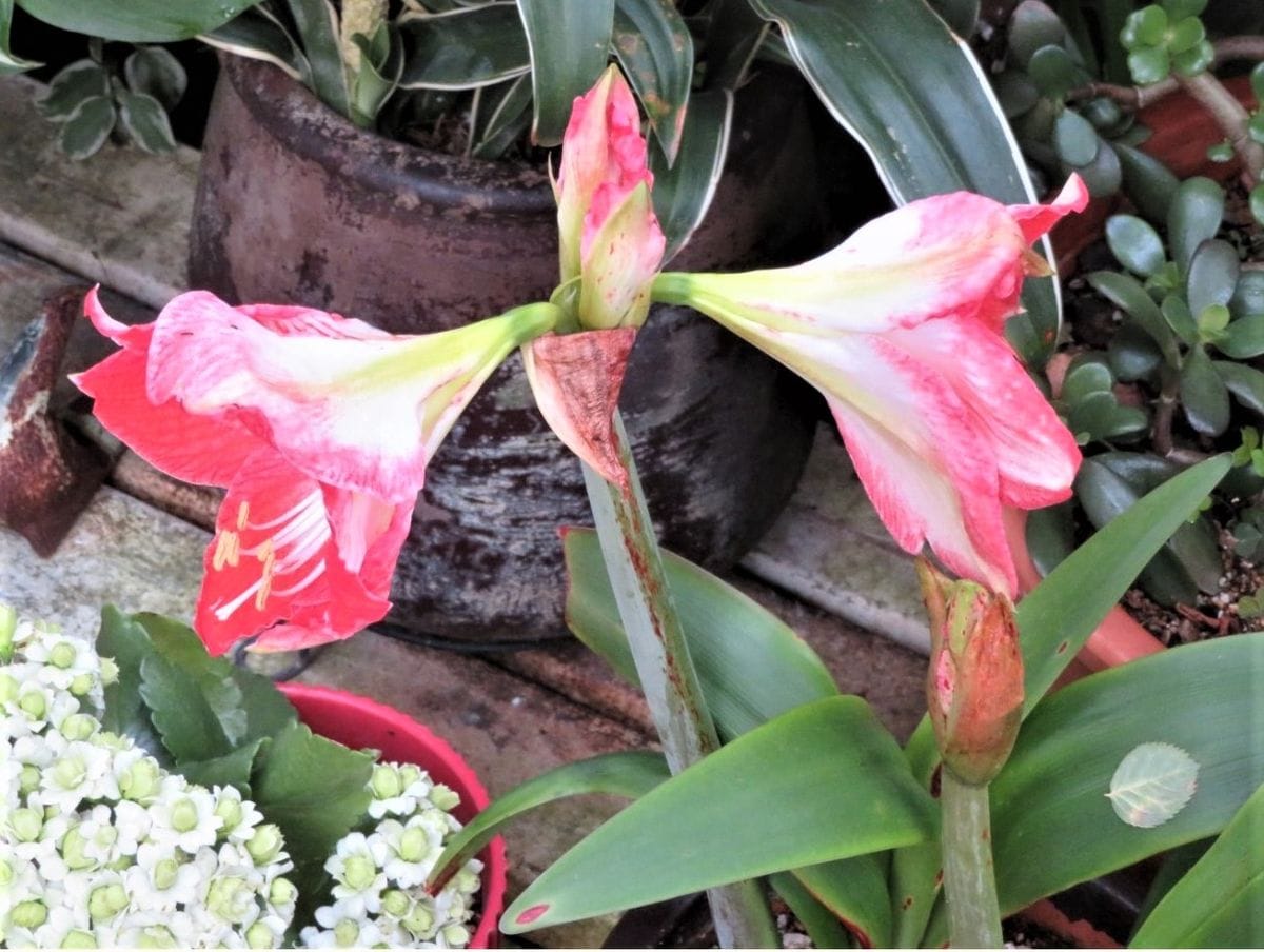 二つのアマリリスの花