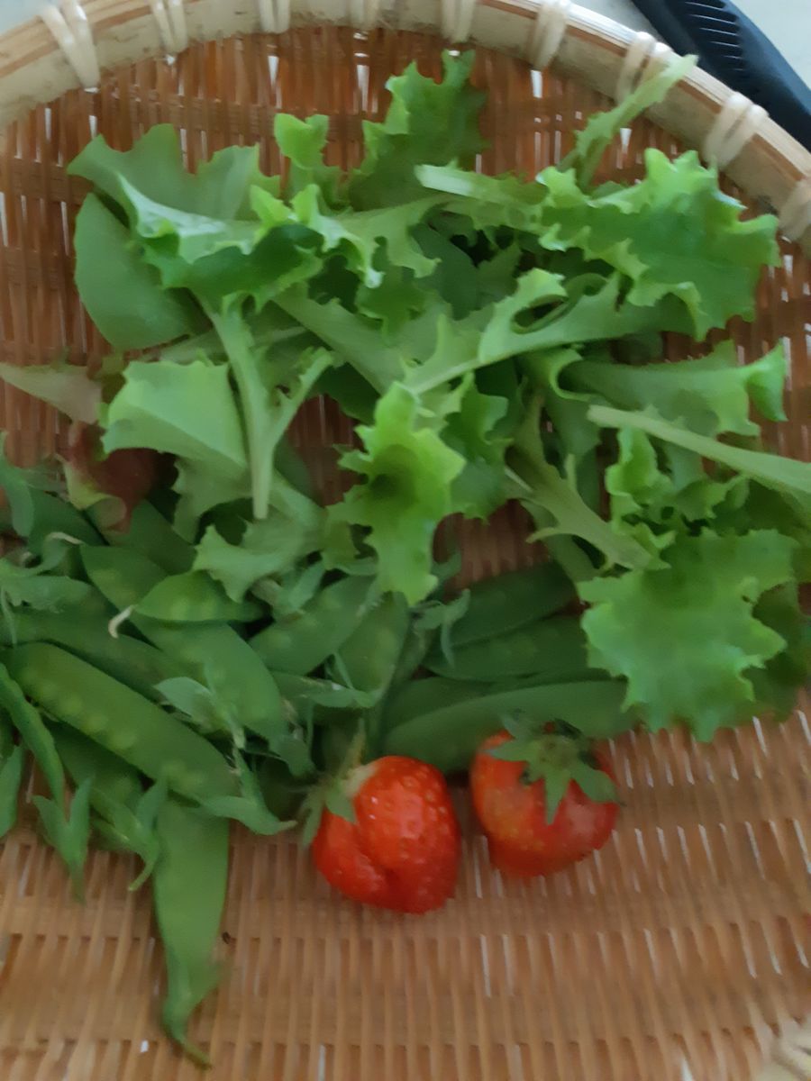 採れたて野菜で朝ご飯