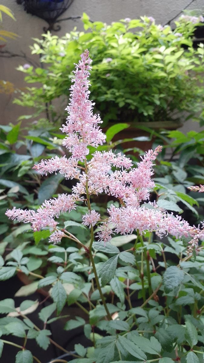 ふくおかルーバルガーデン5～梅雨時💧🌿🍀の庭たより…アスチルベの花🌸は線香花火の...