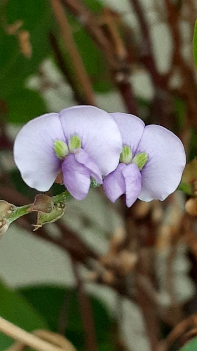 ふくおかルーバルガーデン5～梅雨時💧🌿🍀の庭たより…アスチルベの花🌸は線香花火の...