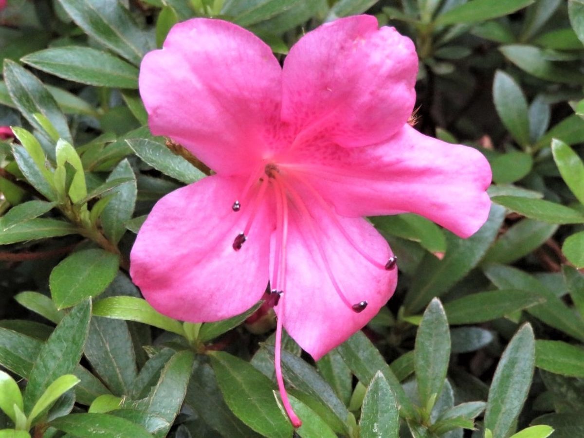 サツキの花が咲きました